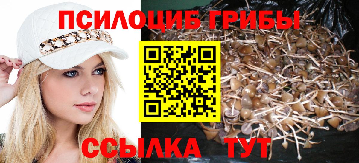 Псилоцибиновые грибы Cubensis Кудымкар